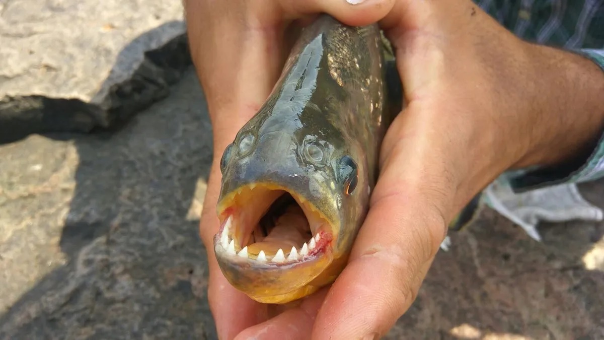 Pescadores locales advierten por alta presencia de pirañas