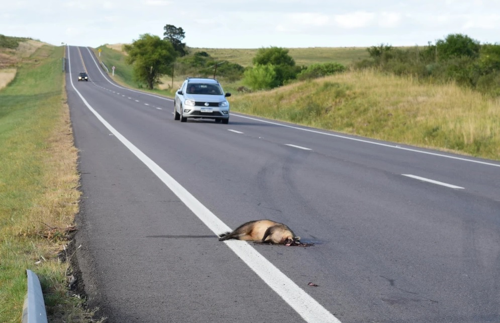 Aumentan atropellamientos en las rutas nacionales de especies de fauna protegida y piden medidas al MTOP