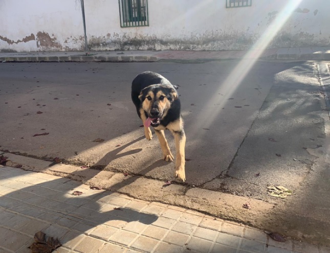 “Los animales sueltos en la  calle son un problema de  larga data”, según Tránsito