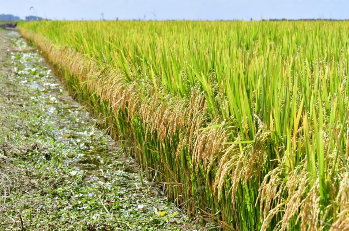 El arroz enfrenta una caída en los precios, luego de un año récord en el mundo