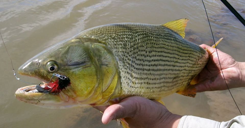 Advierten riesgos por consumir  pescado de zonas del río con algas