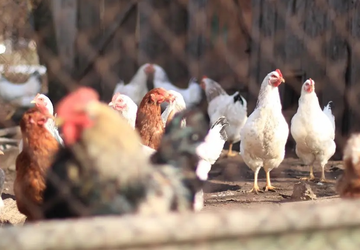 Denuncian “alto riesgo” para la salud  ante cría descuidada de aves de corral