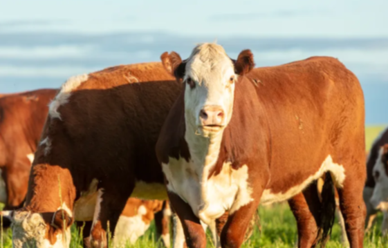 Pantalla Uruguay remata en Agro en Punta: 8.000 vacunos