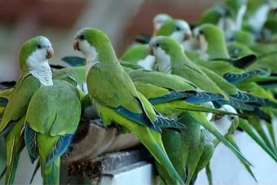 Latidos: Una plaga que azota y más…