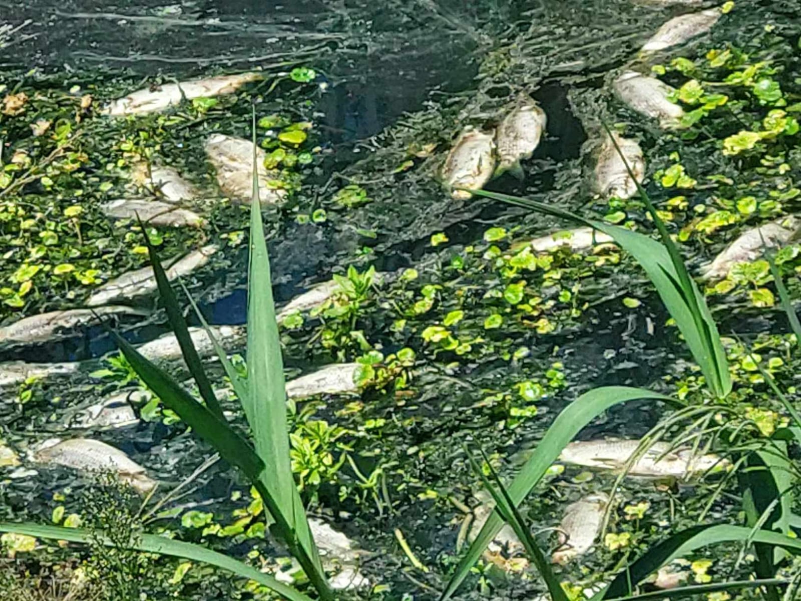 Peces muertos en arroyo ceibal