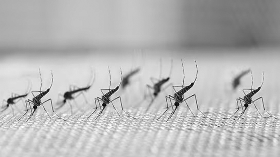 Prevén explosión de mosquitos ante creciente humedad y calor