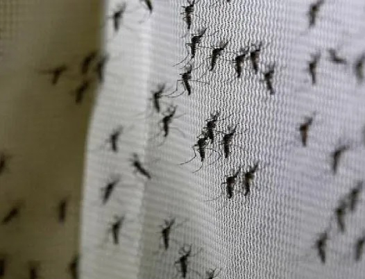 Tras lluvias y calor alertan una  inevitable invasión de mosquitos