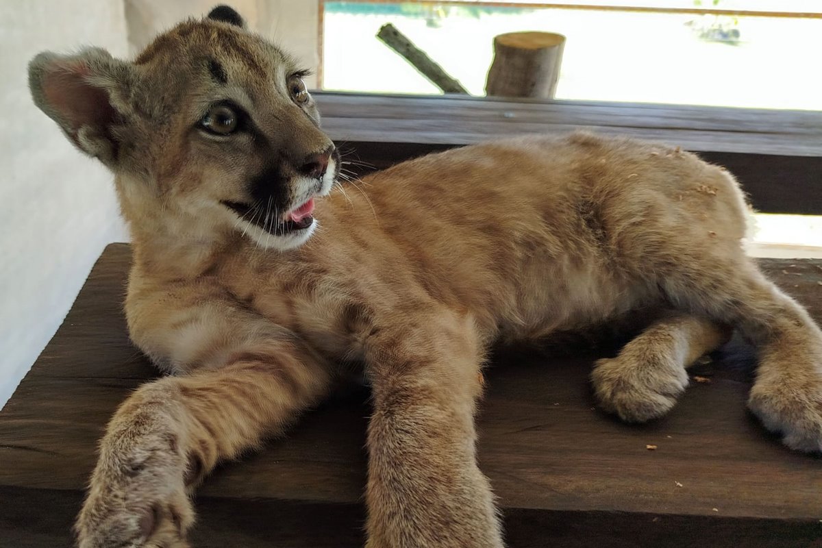 Una cachorra de puma fue  rescatada de una vivienda