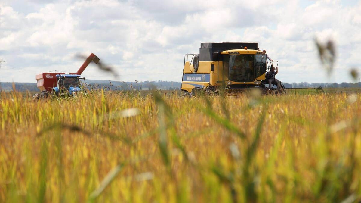 El arroz incrementó sus ventas hacia Costa Rica