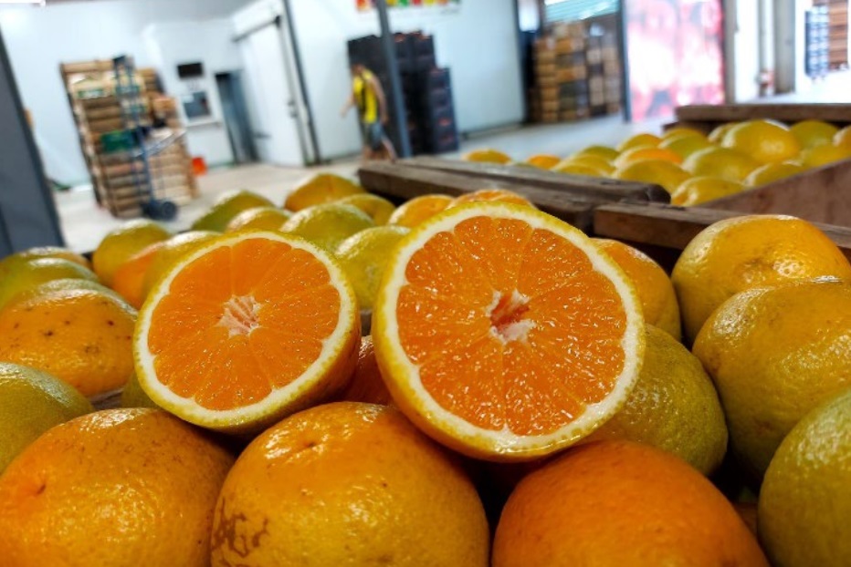 Naranjas entre la oferta importada y  la nacional