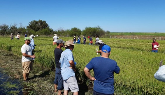 INIA realiza día de campo sobre arroz en Treinta y Tres