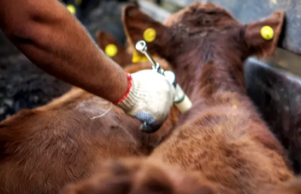 Comienza la vacunación contra la fiebre aftosa en Uruguay