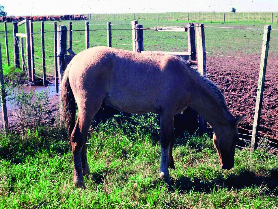 Se detectaron casos de «churrido equino» en Río Negro