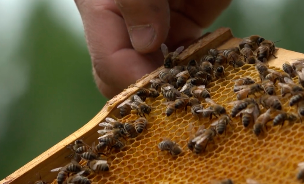 Florida: murió por picadura de abejas