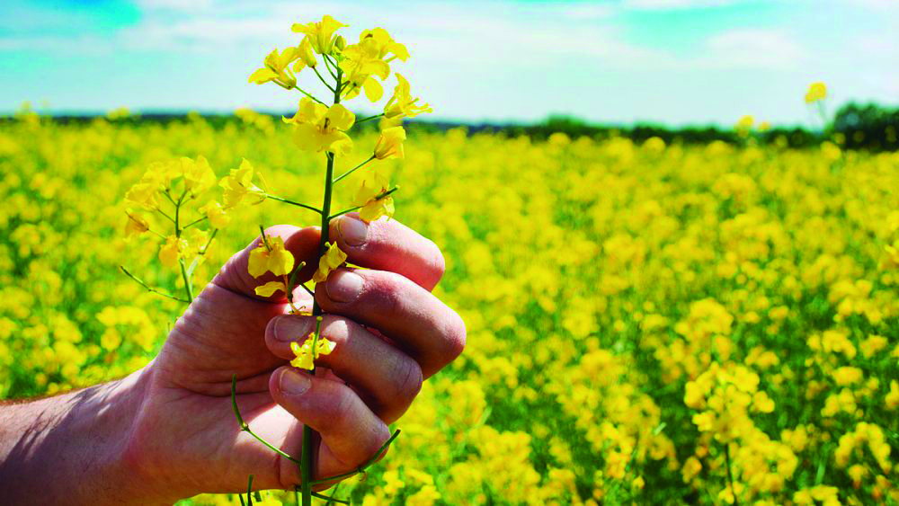 Exportaciones de colza y carinata en alza