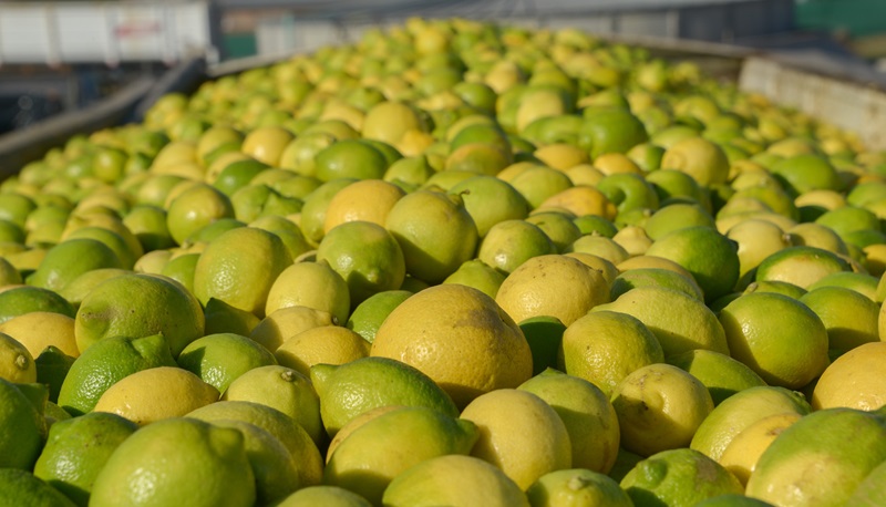 Primera cosecha de limones y alza en precios