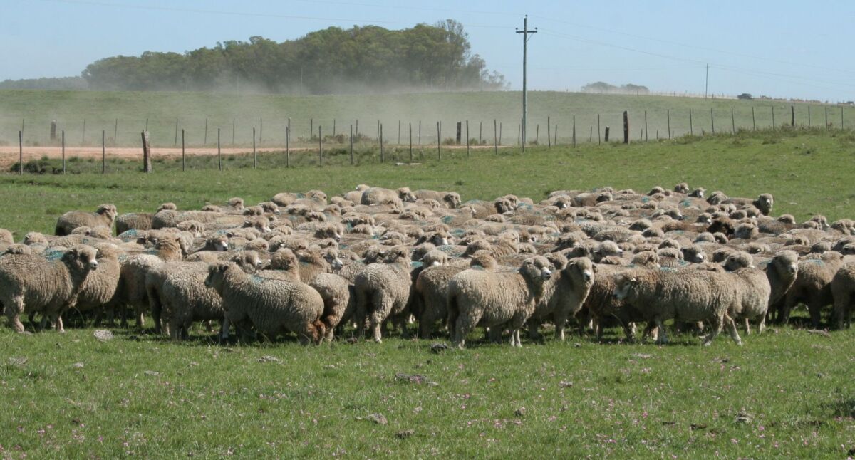 Frigocerro liderá la faena ovina en el país