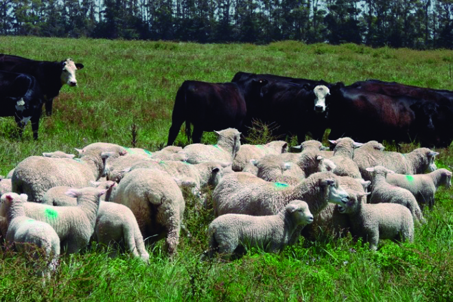 Paraguayos quieren importar vientres luego de ser habilitado para exportar a carne ovina a Israel