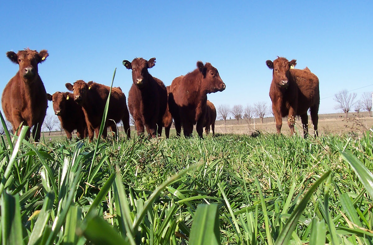 El Plan Agropecuario lanzó una aplicación sobre el índice del plato de comida