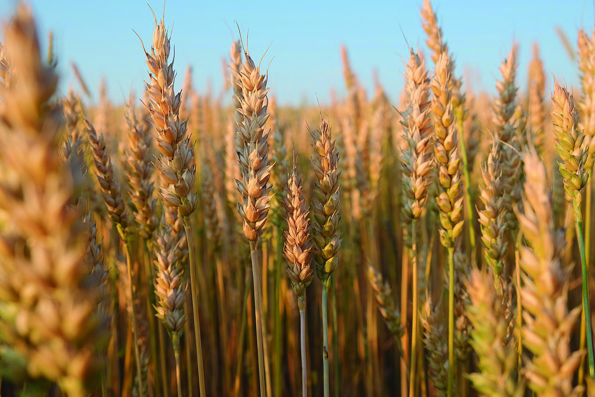 Creció el área de cultivos de invierno y de verano según la DIEA