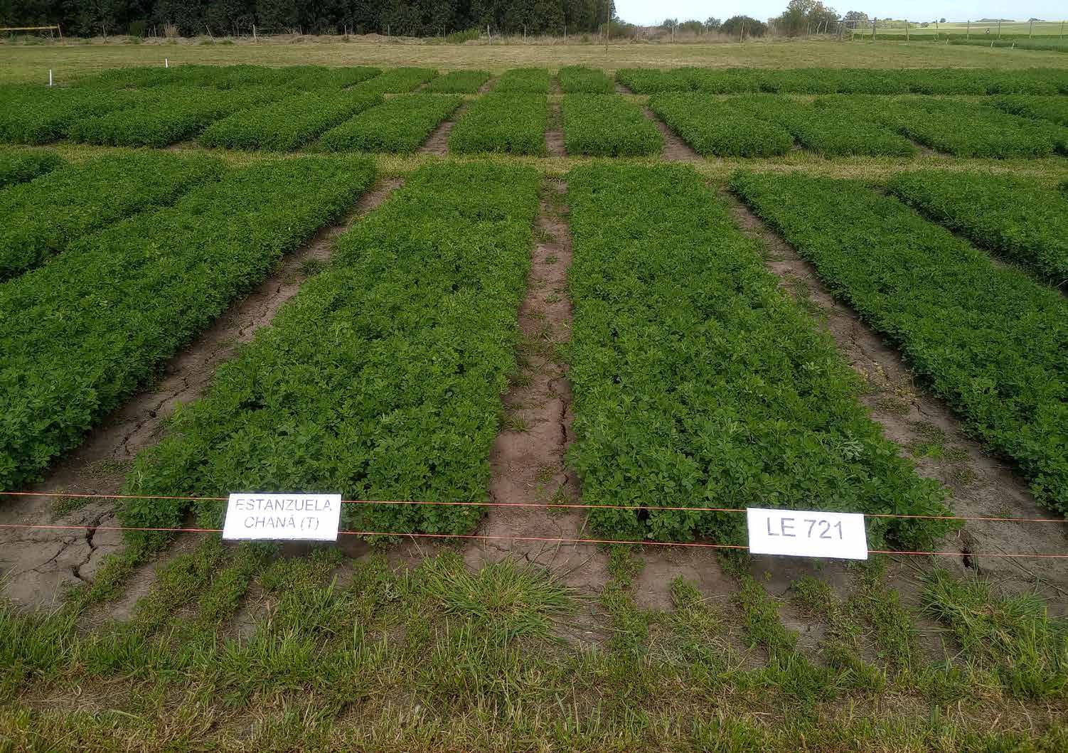 INIA «Charrúa» un nuevo cultivar de alfalfa de alta producción