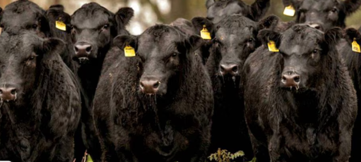 Argentina avanza en una vacuna contra la brucelosis