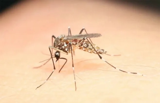 MSP confirmó dos nuevos  casos de dengue importado