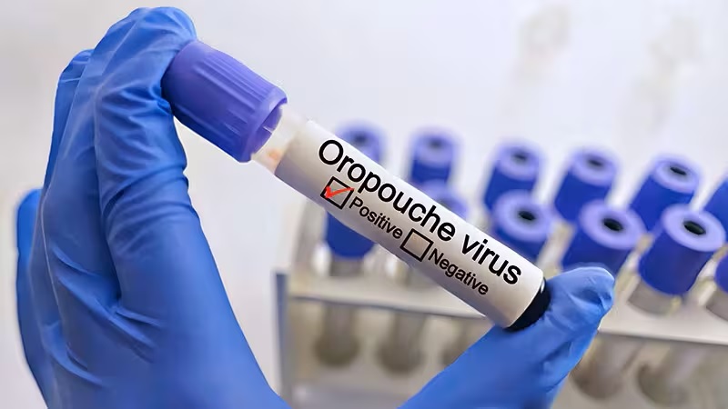 MSP confirmó 3 casos importados de oropouche de viajeros a Brasil