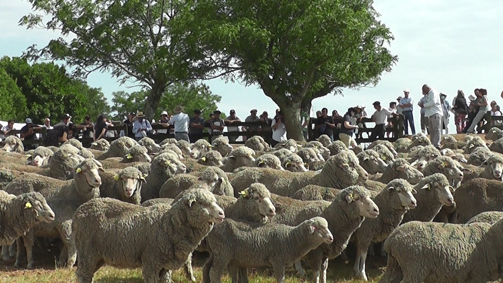 Gira Merino se realiza en Salto y la Corriedale en Cerro Largo y Bagé
