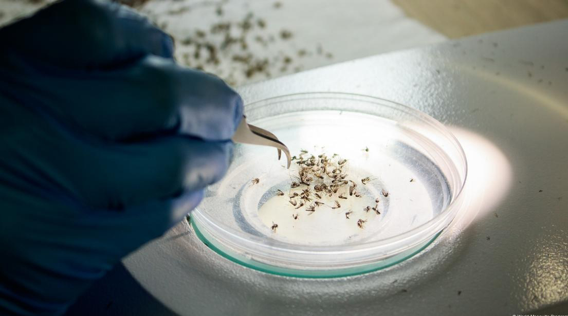 MSP: se mantiene control de afecciones causadas por aedes