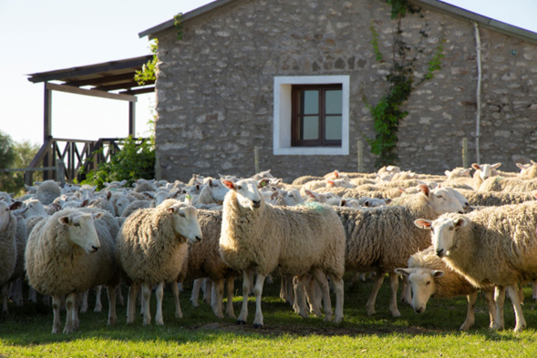 «San Carlos»: Un modelo de gestión simple para maximizar los resultados del rubro ovino