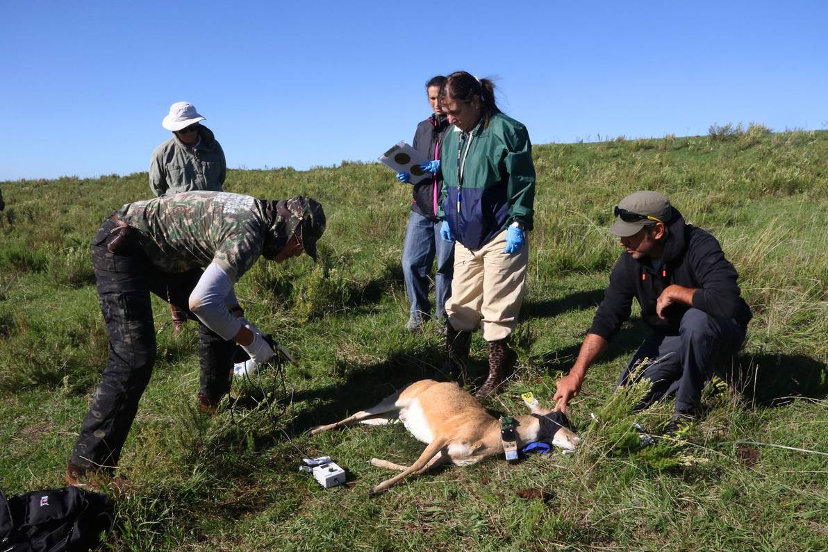 Nació primera cría de venado de campo  en el país mediante reproducción asistida