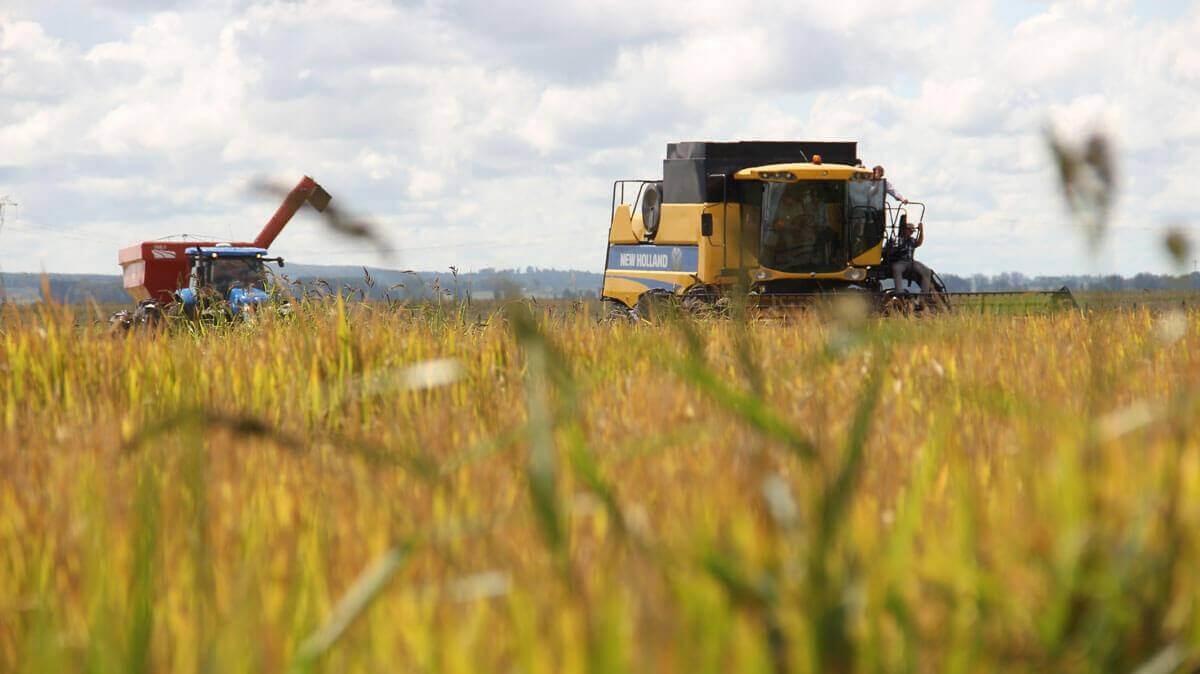 Argentina: Producción arrocera creció 27%