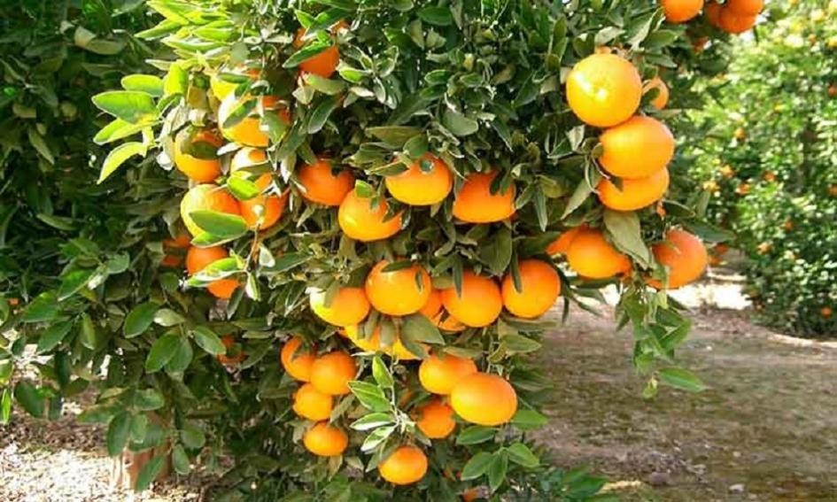 Brasil proyecta un repunte del 36% en su cosecha de naranjas 2025/26