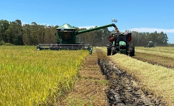 Cosecha arrocera llega al 86% del área en el país