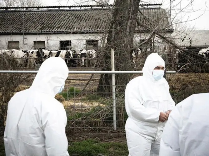Se han sacrificado más de 26 mil animales por fiebre aftosa en Europa