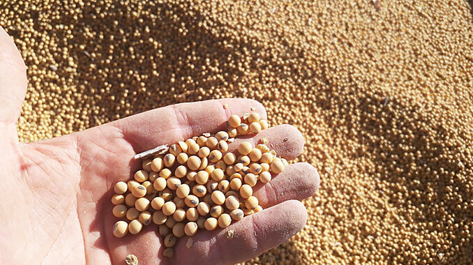 USDA proyecta producción mundial de soja récord