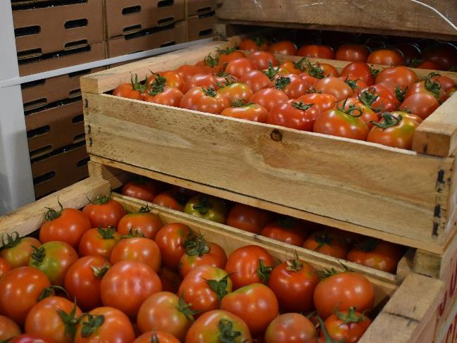 Mejora la calidad del tomate del Litoral Norte