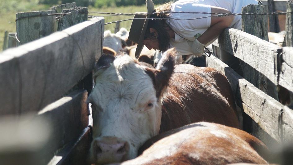 El ganado gordo se afirma tras la salida de la cuota 481