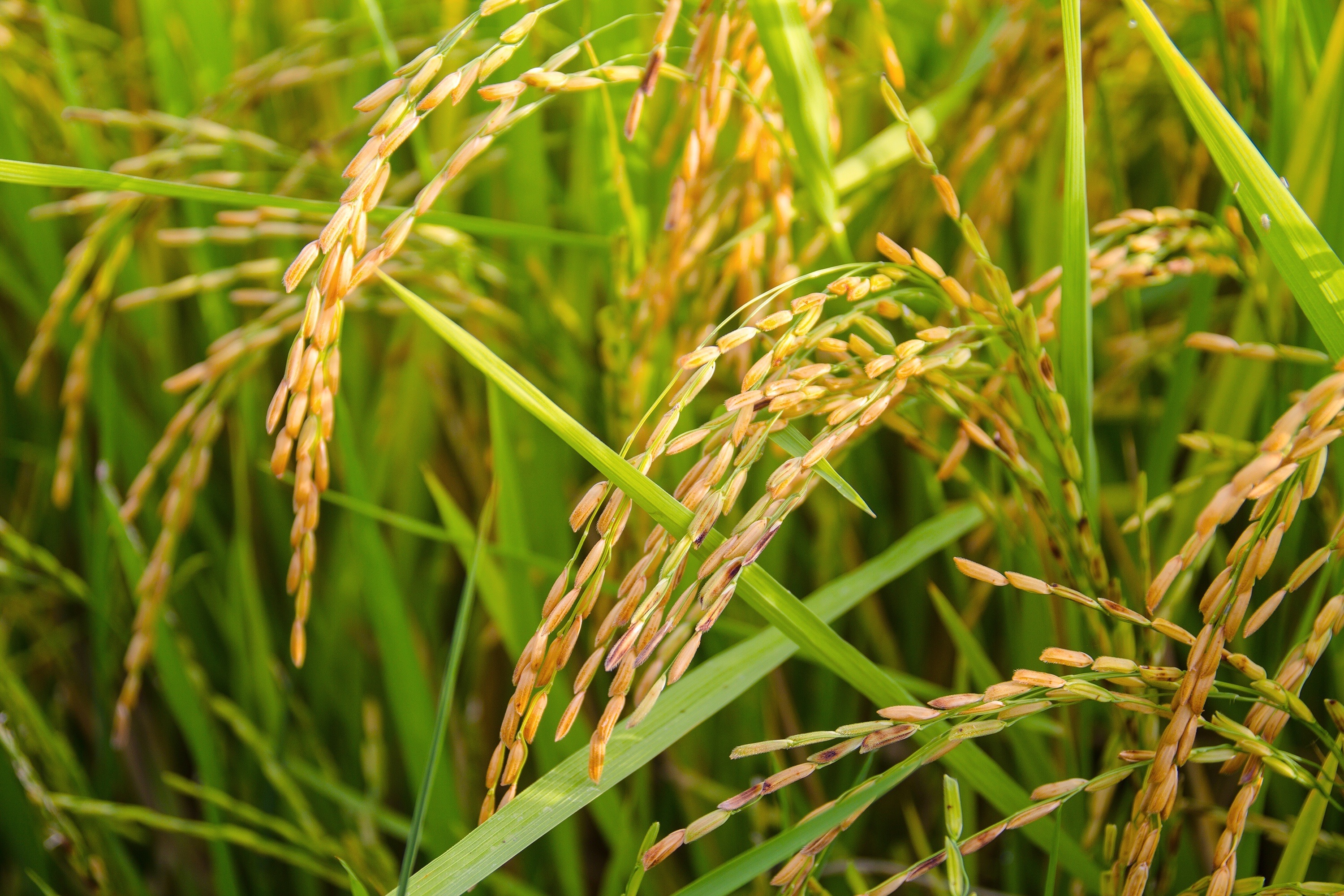 Productores arroceros reclaman medidas estructurales urgentes