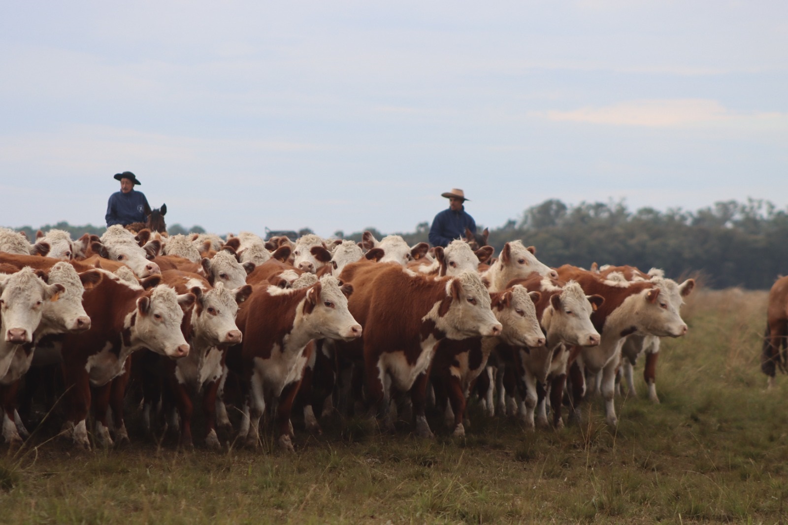Gira Hereford 2025: Uruguay mostró eficiencia y tradición