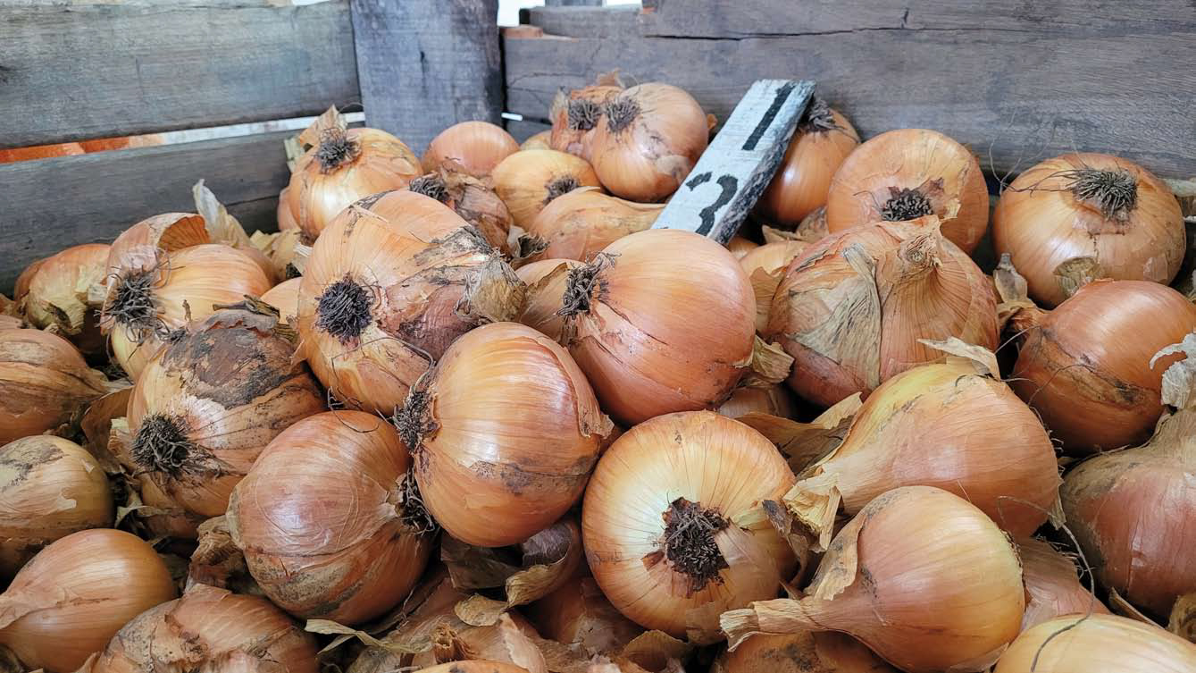 «Nácar», una nueva variedad cebolla de INIA como alternativa a «Casera»