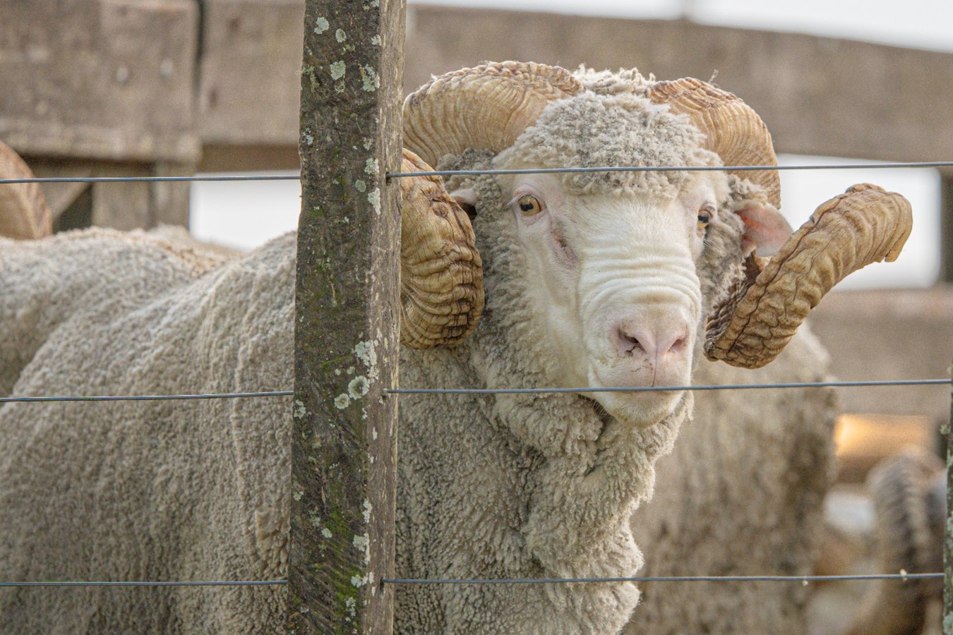 Hoy y mañana se desarrolla la Gira Merino 2025 en Salto