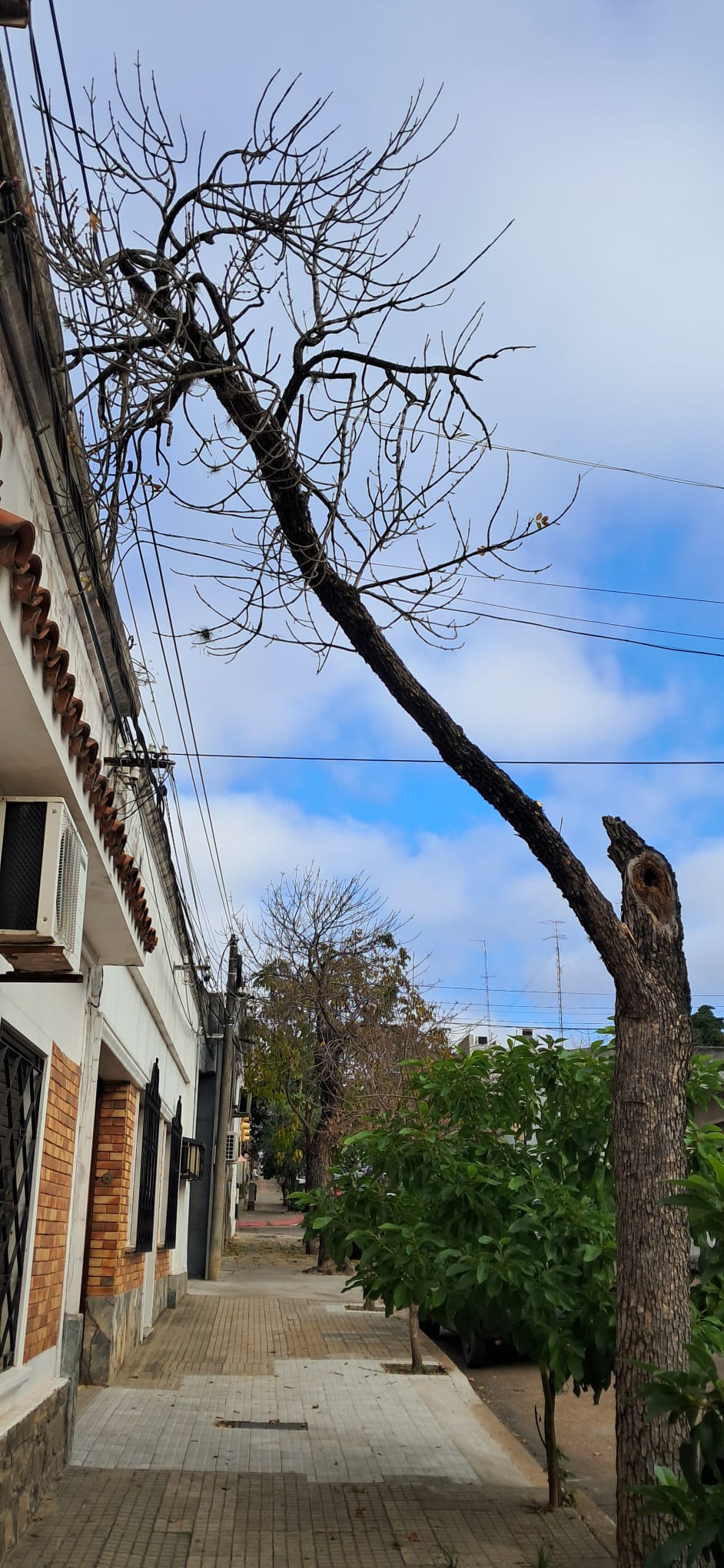 Latidos: Una tomada de pelo y más…
