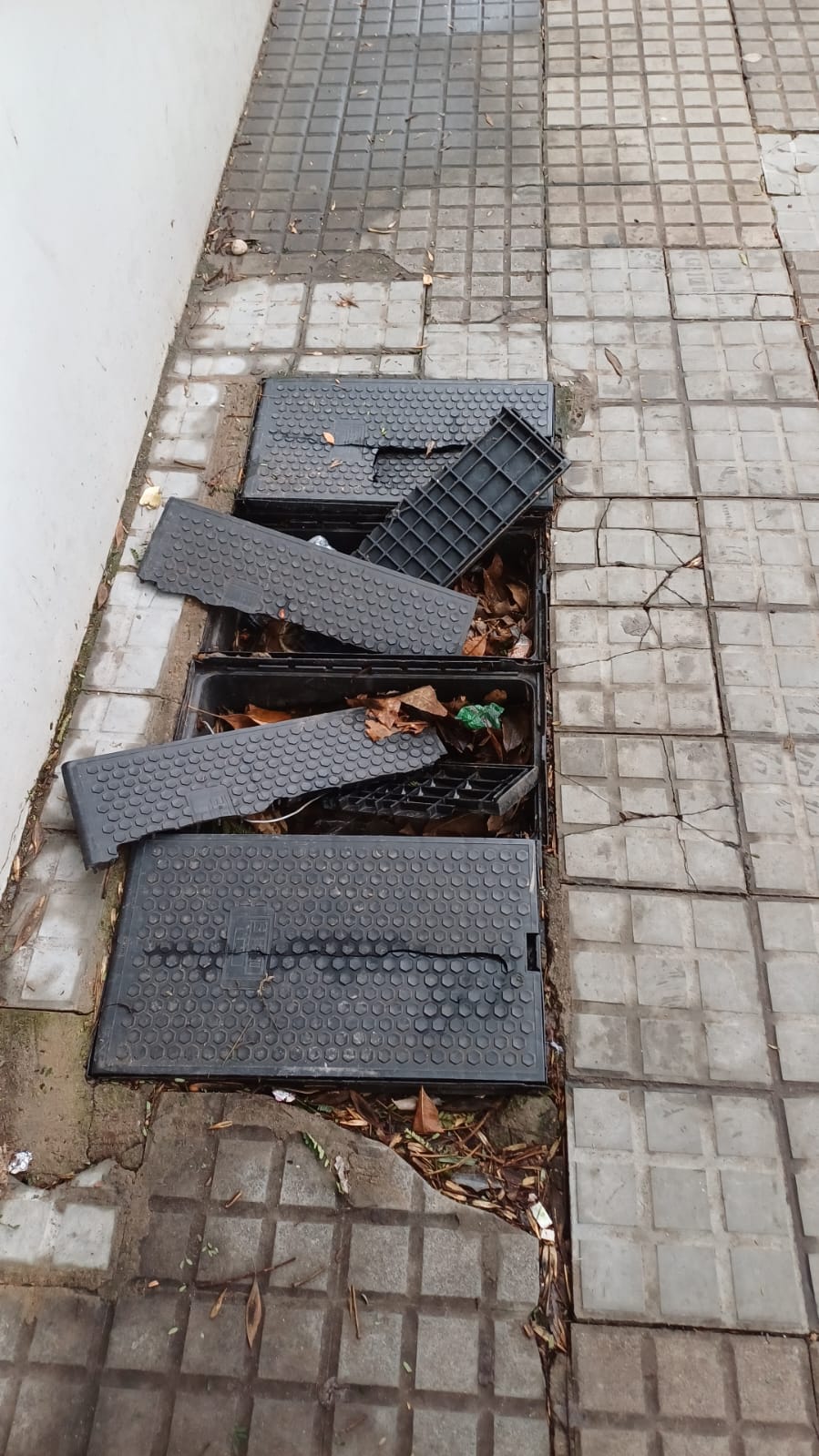 Latidos