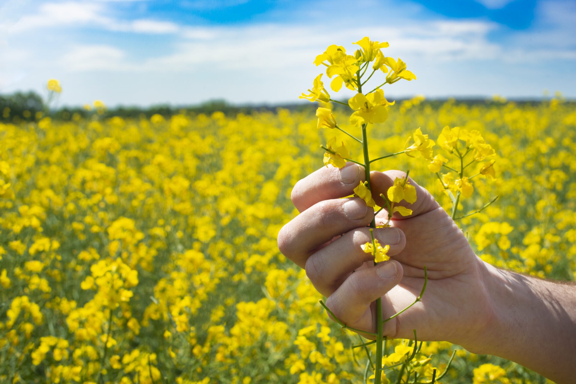 Oleaginosas de invierno se destacan en un mercado agrícola volátil