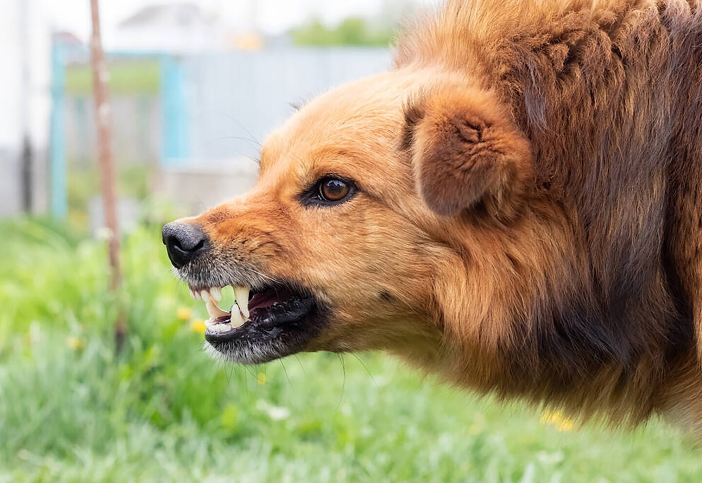 Ministerio de Salud Pública registra aumento  de las mordeduras de perros y gatos en Salto