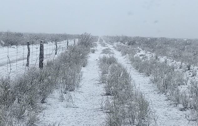 Metsul anunció posibilidad  de que nieve en Uruguay