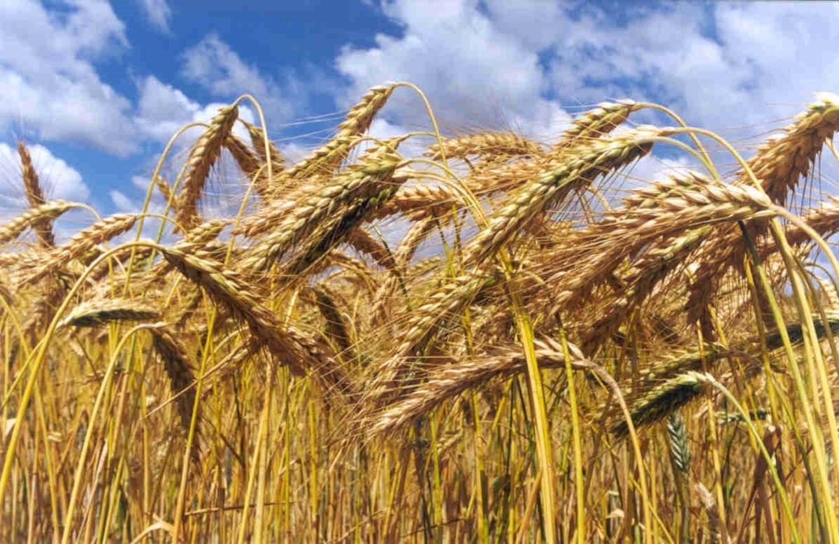 La siembra de invierno alcanzaría un récord histórico