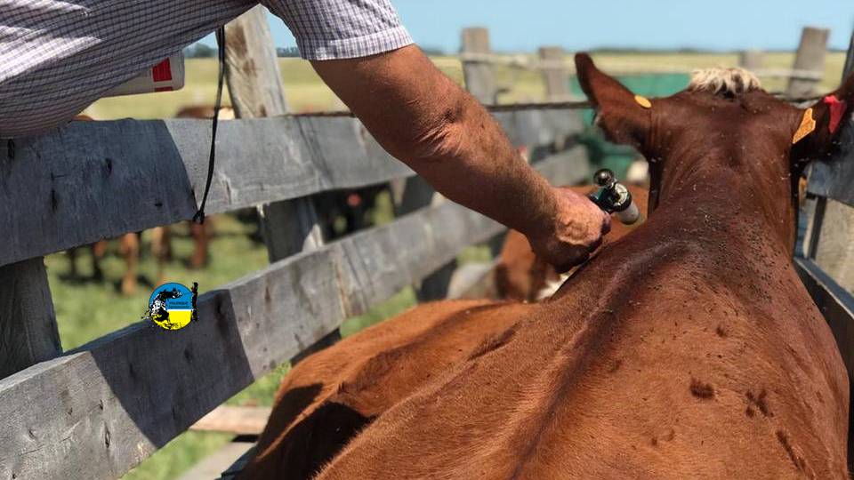 Se vacunará contra la fiebre aftosa a todos los bovinos nacidos en el segundo semestre de 2024 y durante 2025, del 15 de junio al 15 julio